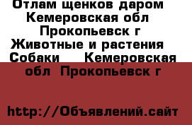 Отлам щенков даром - Кемеровская обл., Прокопьевск г. Животные и растения » Собаки   . Кемеровская обл.,Прокопьевск г.